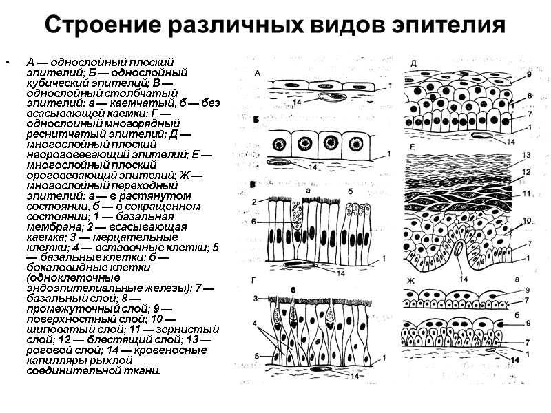 Строение различных видов эпителия   А — однослойный плоский эпителий; Б — однослойный